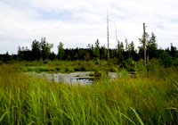 Habitat der Großen Goldschrecke