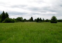 Habitat des Hochmoor-Perlmuttfalters