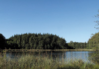 Habitat der Keilflecklibelle