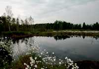 Habitat Krickente