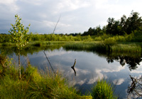 Habitat der Schwarzen Heidelibelle