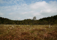 Habitat Hochmoor