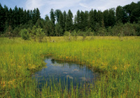 Habitat der Gefleckten Smaragdlibelle