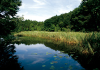 Habitat des Spitzenflecks