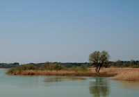 Habitat Teichhuhn