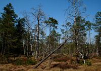 Habitat Waldeidechse