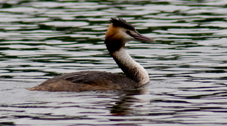 Haubentaucher (Podiceps cristatus)