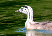 Haubentaucher / Jungvogel