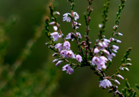 Heidekraut (Calluna vulgaris)