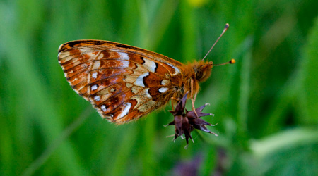 Hochmoor-Perlmuttfalter