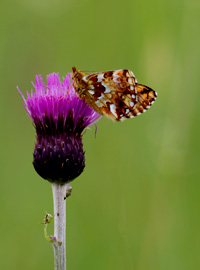 Hochmoor-Perlmuttfalter