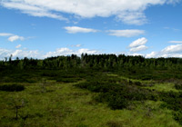 Blick übers Burghamer Filz