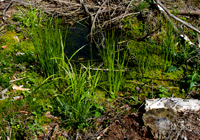 Initialvegetation auf wiedervernässtem Moor