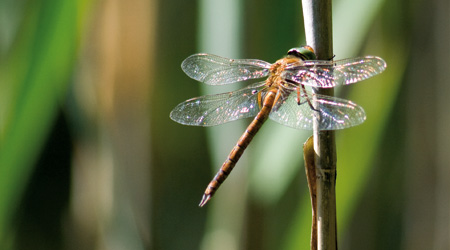 Keilflecklibelle (Aeshna isoceles)