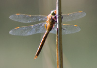 Keilflecklibelle (Aeshna isoceles) 