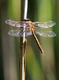 Keilflecklibelle (Aeshna isoceles) 