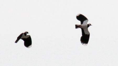 Kiebitz Balzflug