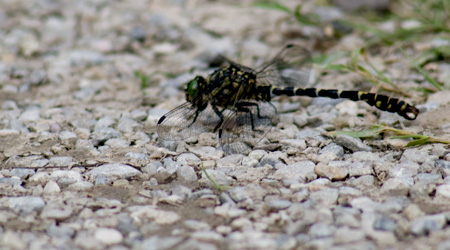 Kleine Zangenlibelle (Onychogomphus forcipatus)