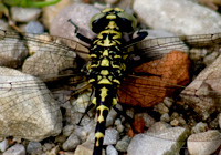 Kleine Zangenlibelle