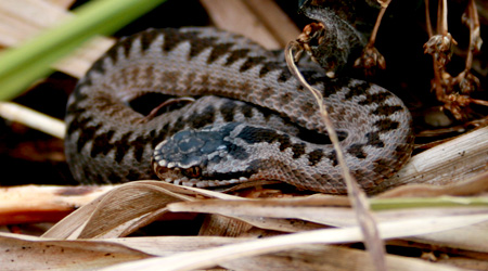 Kreuzotter (Vipera berus)