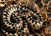 Kreuzotter (Vipera berus)