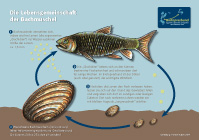 Lebensgemeinschaft zwischen Döbel und Bachmuschel