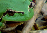 Laubfroschportrait