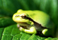 Laubfrosch in typischer Sitzhaltung