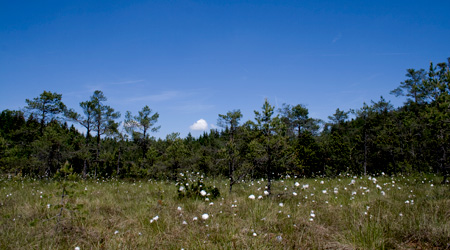 Lebensraum Hochmoor