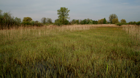 Lebensraum Niedermoor