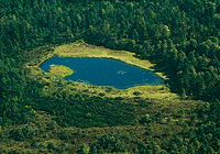 Mooraugen im Hochmoor