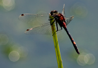 Kleine Moosjungfer (Leucorrhinia dubia)