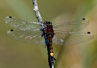 Große Moosjungfer (Leucorrhinia pectoralis)