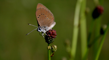 Ameisenbläulinge (Maculinea nausithous / telejus)