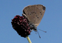 Dunkler Wiesenknopf-Ameisenbläuling