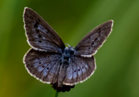 Heller Wiesenknopf-Ameisenbläuling