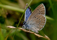 Heller Wiesenknopf-Ameisenbläuling