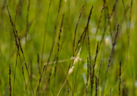 Blick ins Pfeifengras (Molinia caerulea)