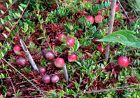 Moosbeeren im Moorameisen-Lebensraum