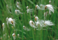 Alpenwollgras oder Alpenhaarsimse (Eiszeitrelikt)