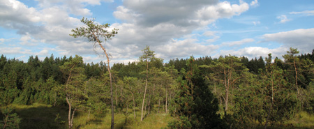 Hochmoor südlich Buchsee