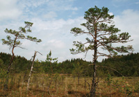 Im Hochmoor südlich Buchsee