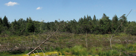 Hochmoor bei Pavolding