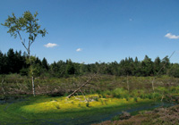 Leuchtende Torfmoose am Moortümpel