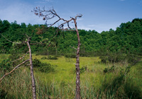 Moor am Scherenweiher bei Hemhof