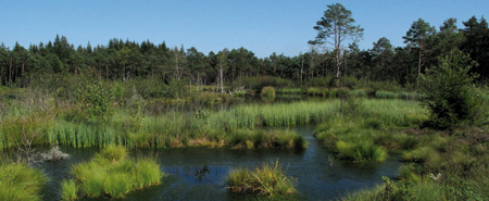 Hochmoor im Weitmoos