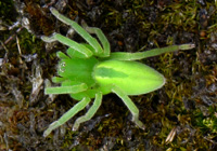 Grüne Huschspinne