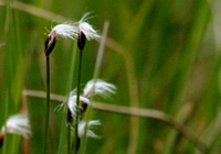 Alpenhaarsimse oder Alpenwollgras