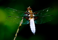 Plattbauch, männlich