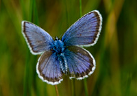 Argusbläuling (Plebejus argus)